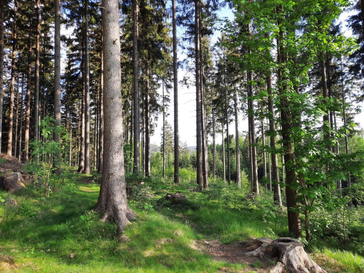 Apartmán mezi stromy Rokytnice nad Jizerou Exteriér fotografie